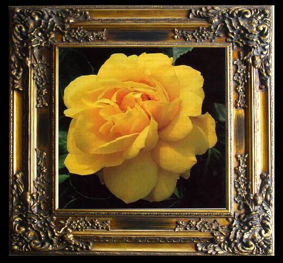 framed  unknow artist Still life floral, all kinds of reality flowers oil painting  236, Ta014